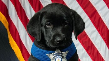 Mereka tidak mengintimidasi, oleh karena itu merupakan alat yang hebat di tempat-tempat yang banyak orang. Bukti yang ditemukan oleh anjing pelacak bahkan dapat diterima di pengadilan, indra penciuman mereka sangat baik. Foto: Boredpanda