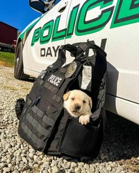 fotoinet anjing dilatih polisi