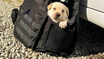 Pasukan polisi menggunakan anjing jenis Spaniel untuk mencari bahan peledak dan narkoba, dan hal yang sama berlaku untuk Labrador Retriever.  Foto: Boredpanda