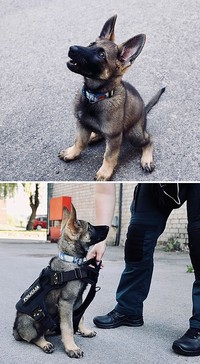 fotoinet anjing dilatih polisi