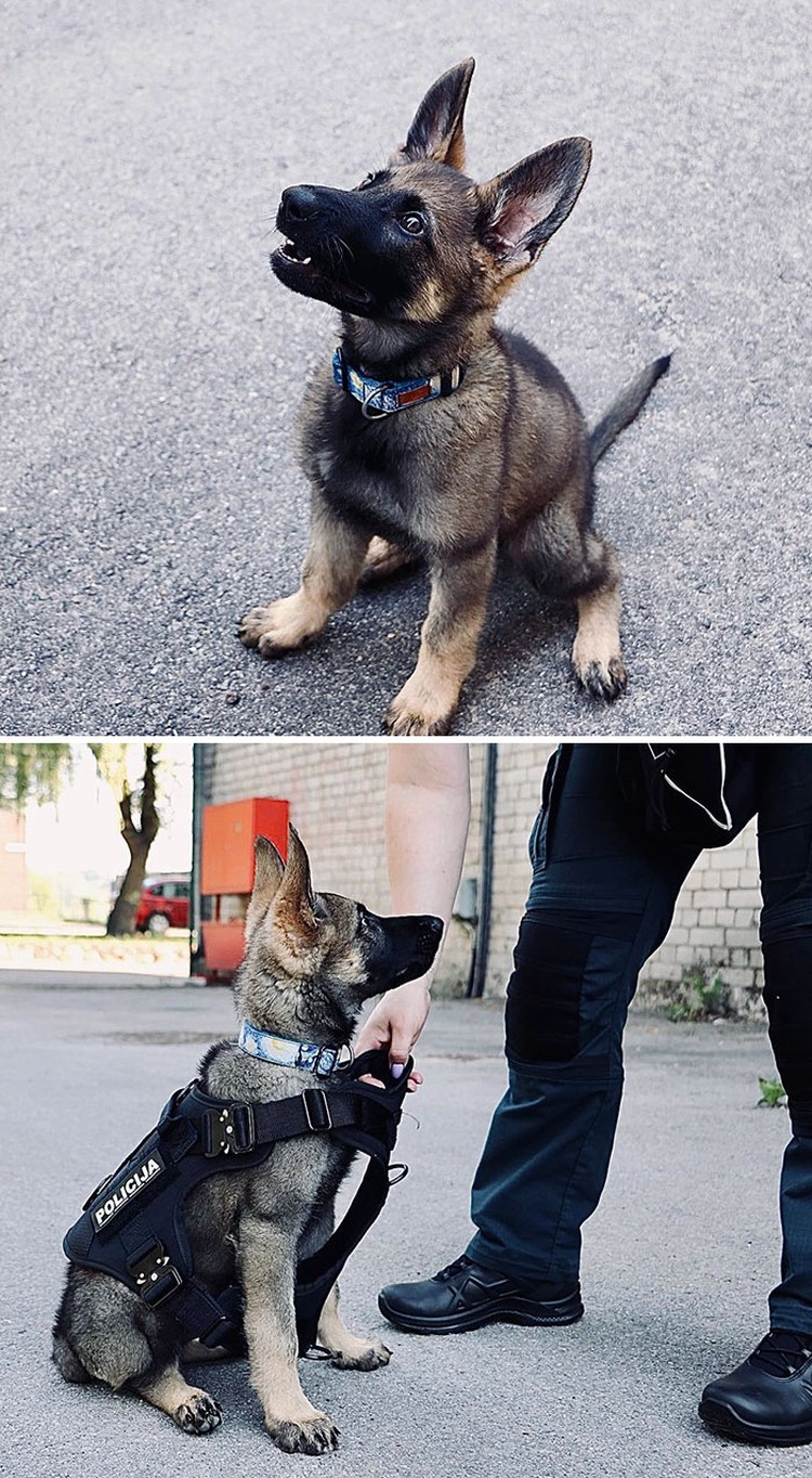fotoinet anjing dilatih polisi
