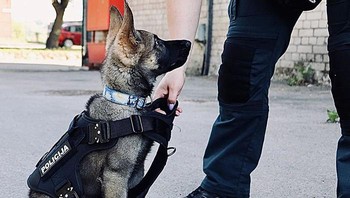 Namun, yang terakhir ini juga bisa menjadi anjing pencari dan penyelamat. Mereka juga merupakan anjing pelacak yang hebat, karena mereka sangat menyukai makanan atau camilan.  Foto: Boredpanda
