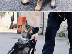 Potret Gemas Kala Para Anjing Dilatih Jadi Polisi