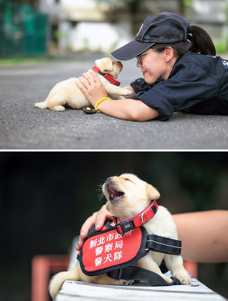 fotoinet anjing dilatih polisi