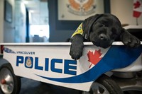 fotoinet anjing dilatih polisi