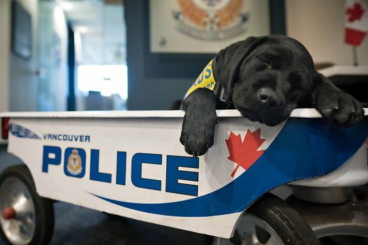 fotoinet anjing dilatih polisi fotoinet anjing dilatih polisi