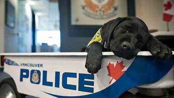 Melansir dari BoredPanda, K9 Global Training Academy sebuah pelatihan anak-anak anjing mengelompokkan mereka ke dalam empat kategori di antaranya patroli, deteksi narkoba, deteksi bom dan anjing pelacak aroma. Foto: Boredpanda