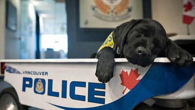 Potret Gemas Kala Para Anjing Dilatih Jadi Polisi