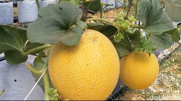 Kebun melon hidroponik di Desa Turi Lamongan.