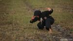 Bantu Ternak Sapi dan Pencak Silat, Siswi di Merauke Ini Sukses Raih Beasiswa