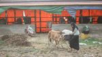 Bantu Ternak Sapi dan Pencak Silat, Siswi di Merauke Ini Sukses Raih Beasiswa