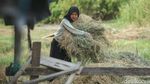 Bantu Ternak Sapi dan Pencak Silat, Siswi di Merauke Ini Sukses Raih Beasiswa