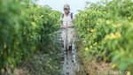 Canggih! Petani Merauke Rakit Mandiri Alat Penyemprot Tanaman