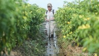 Dikatakan canggih karena alat siram tanaman yang dibuat Fidayat menggunakan mesin yakni mesin pemotong rumput. Uniknya, bagian pisau pemotong rumput dimodifikasi menjadi alat penyemprot tanaman. Meski demikian, ia tak membuatnya sendiri. Alat modifikasi tersebut didapatnya dari toko online atau e-commerce.