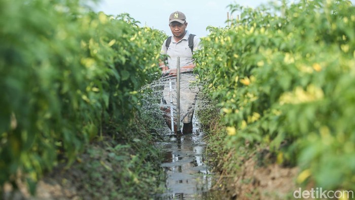 Canggih! Petani Merauke Rakit Mandiri Alat Penyemprot Tanaman