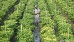 Canggih! Petani Merauke Rakit Mandiri Alat Penyemprot Tanaman