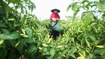Canggih! Petani Merauke Rakit Mandiri Alat Penyemprot Tanaman