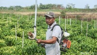 Seorang petani sayuran di Kampung Isano Mbias, Kabupaten Merauke, Provinsi Papua Selatan, bernama Fidayat Rahman membuat alat penyiram tanaman yang unik. Ia melihat cara perakitan alat siram tersebut dari YouTube.