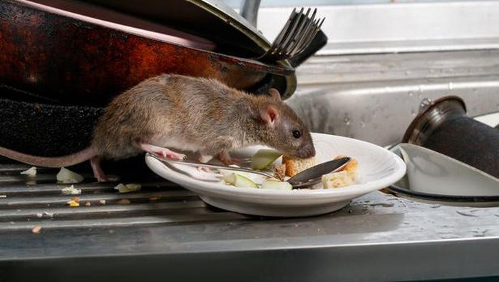 Duh! Penemuan Tikus di Dapur Rumah Sakit Ini Bikin Ngeri