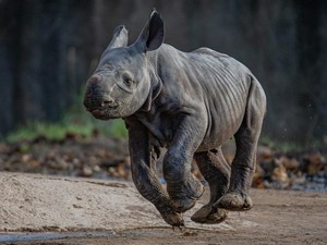 Kelahiran Badak Hitam Timur yang Langka, Begini Langkah Konservasinya
