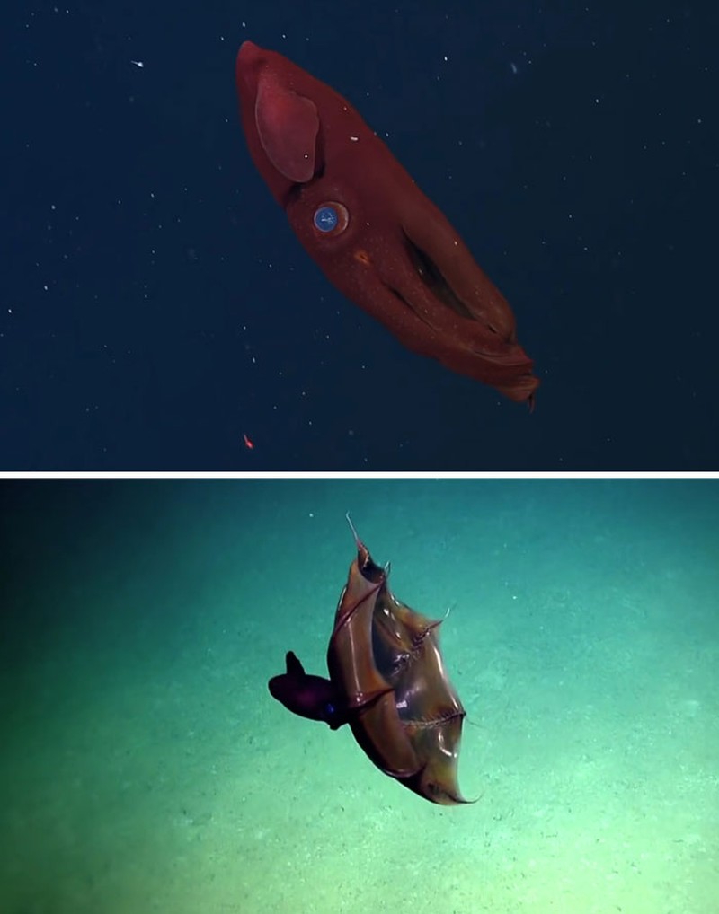 Makhluk Laut yang Menakutkan