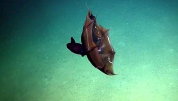 Cumi-cumi vampir (Vampyroteuthis infernalis) adalah sefalopoda kecil yang hidup di laut tropis dan tenang di kedalaman laut yang ekstrem. Namanya berasal dari penampilannya yang aneh dan menyeramkan. Cumi-cumi vampir adalah hewan ekstremofil yang menghuni kedalaman laut gelap antara 2.000-3.000 kaki. Jika terancam, cumi-cumi vampir tidak mengeluarkan tinta, seperti kebanyakan sepupu cephalopodanya. Cumi-cumi vampir pertama kali ditemukan tahun 1903 dan mulanya dikelirukan sebagai gurita (octopus). Penampilan aneh cumi-cumi vampir membuat mereka terkenal di kalangan para ilmuwan. Foto: Boredpanda