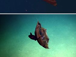 Deretan Mahluk Laut Menakutkan Bikin Bergidik