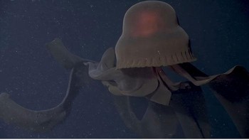 Ubur-ubur hantu raksasa (Stygiomedusa gigantea) adalah salah satu predator invertebrata terbesar di laut dalam. Ubur-ubur ini memiliki nama lain giant phantom jellyfish. Ubur-ubur hantu raksasa hidup di setiap samudra, kecuali Samudra Arktik. Ubur-ubur ini memiliki bentuk yang aneh dan panjangnya bisa mencapai 10 meter. Ubur-ubur hantu raksasa pernah terlihat di perairan Antartika. Penampakan ubur-ubur ini juga pernah terlihat di perairan pesisir Semenanjung pada awal tahun 2022. Foto: Boredpanda