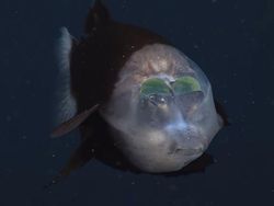 Deretan Mahluk Laut Menakutkan Bikin Bergidik