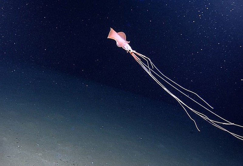 Makhluk Laut yang Menakutkan