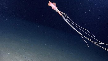 Cumi-cumi Magnapinna atau cumi sirip besar adalah salah satu jenis cumi-cumi laut dalam yang paling menakjubkan. Cumi-cumi ini memiliki sirip yang besar dan filamen lengan serta tentakel yang sangat panjang. Cumi-cumi Magnapinna juga dikenal sebagai cumi-cumi berlengan panjang. Cumi-cumi Magnapinna adalah makhluk yang sulit dipahami. Mereka biasanya tinggal di kedalaman laut tanpa tersentuh cahaya. Cumi-cumi Magnapinna dapat tumbuh lebih dari 6 meter dengan lengan dan tentakelnya memenuhi sebagian besar ukuran keseluruhannya. Cumi-cumi Magnapinna adalah genus cumi-cumi yang paling banyak ditemukan. Mereka dapat terlihat sedalam 6.212 meter (20.381 kaki) di bawah permukaan, menjadikannya satu-satunya cumi yang diketahui menghuni zona hadal Foto: Boredpanda