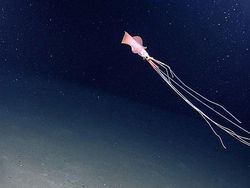 Deretan Mahluk Laut Menakutkan Bikin Bergidik