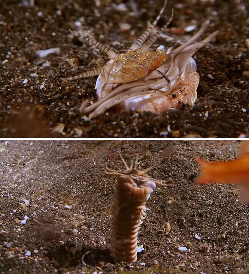 Makhluk Laut yang Menakutkan