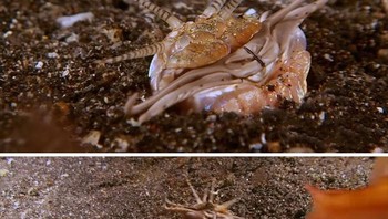 Cacing bobbit panjangnya berkisar hingga 3 meter dan rahang mereka sangat kuat sehingga dapat membelah ikan menjadi dua. Foto: Boredpanda