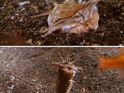 Deretan Mahluk Laut Menakutkan Bikin Bergidik