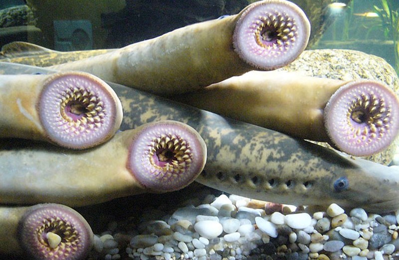 Makhluk Laut yang Menakutkan