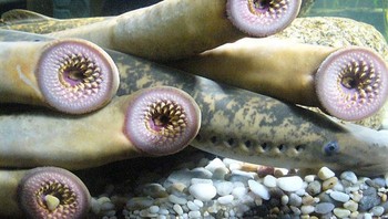 Sea lamprey adalah ikan parasit yang tidak memiliki rahang. Tubuhnya berbentuk tabung, tidak bersisik, dan berwarna coklat atau hitam berbintik-bintik. Perut ikan ini berwarna keabu-abuan. Sea lamprey memiliki mulut yang berbentuk seperti cangkir hisap dengan gigi yang tersusun dalam lingkaran konsentris Foto: Boredpanda