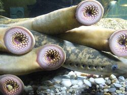 Deretan Mahluk Laut Menakutkan Bikin Bergidik