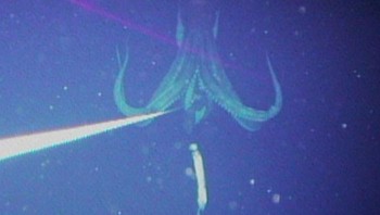 Cumi-cumi raksasa. Salah satunya konon bisa membunuh paus kecil Foto: Boredpanda