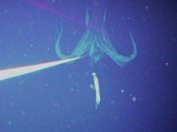 Deretan Mahluk Laut Menakutkan Bikin Bergidik