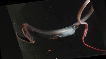 Belut gulper (Eurypharynx pelecanoides) adalah makhluk laut dalam yang memiliki mulut besar. Mulut belut gulper dapat tumbuh hingga empat kali lebih besar dari tubuhnya sendiri. Bentuk mulutnya menyerupai paruh burung pelikan. Belut gulper memiliki tubuh yang panjang dan ramping, dengan panjang hingga 1,8 meter. Ketika merasa terancam, belut gulper akan melepaskan rahangnya dan menyedot air, sehingga tubuhnya akan tampak besar berkali-kali lipat Foto: Boredpanda