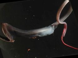 Deretan Mahluk Laut Menakutkan Bikin Bergidik