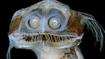 Ikan teleskop dapat ditemukan di seluruh laut dalam daerah tropis dan subtropis di seluruh dunia. Mereka tinggal pada kedalaman 500—3 ribu meter di bawah permukaan laut. Foto: Boredpanda