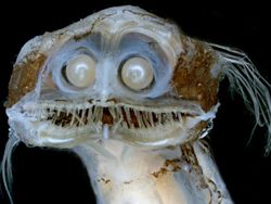 Deretan Mahluk Laut Menakutkan Bikin Bergidik