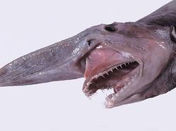 Deretan Mahluk Laut Menakutkan Bikin Bergidik