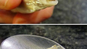 Kutu pemakan lidah. Parasit yang memakan lidah ikan lalu menempel begitu saja di mulutnya. Foto: Boredpanda