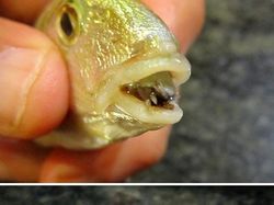 Deretan Mahluk Laut Menakutkan Bikin Bergidik