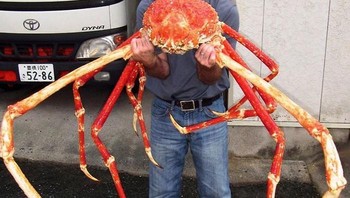 Kepiting laba-laba Jepang (Macrocheira kaempferi) adalah kepiting terbesar di dunia dan terbesar di antara hewan arthropoda. Namanya berasal dari kakinya yang panjang, bisa mencapai 3,8 meter. Kepiting ini juga memiliki berat hingga 19 kilogram.   Foto: Boredpanda