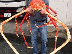 Deretan Mahluk Laut Menakutkan Bikin Bergidik