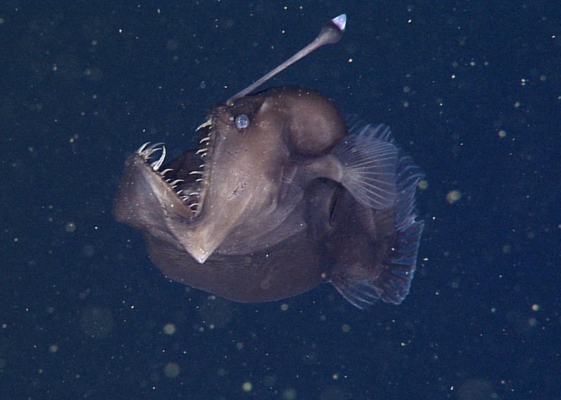 Makhluk Laut yang Menakutkan